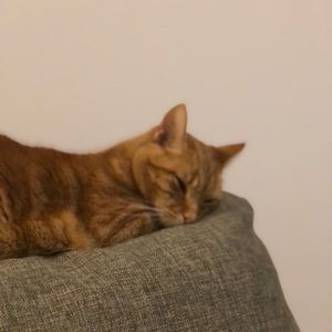 Meet your Posher, Georgina